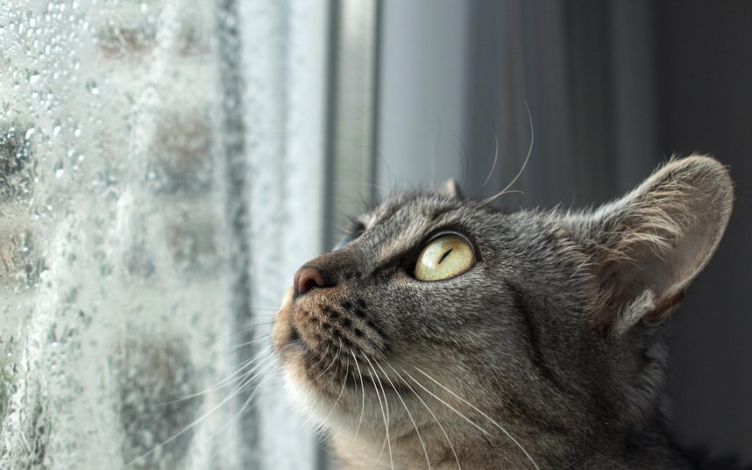 Le chat et la tempête.