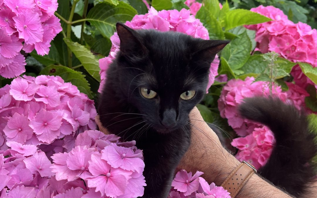 Quelles sont les fleurs dangereuses pour les chats?