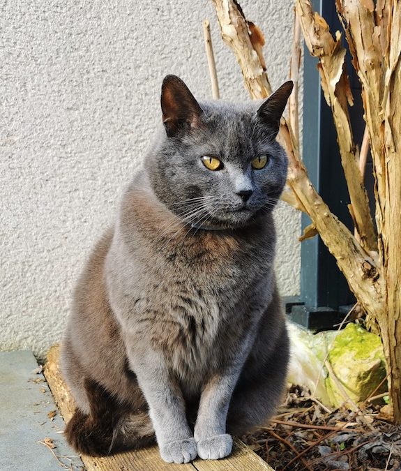 Le chartreux : Son pelage et sa couleur