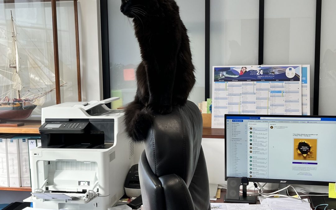 Les bienfaits de la présence d’un chat en entreprise