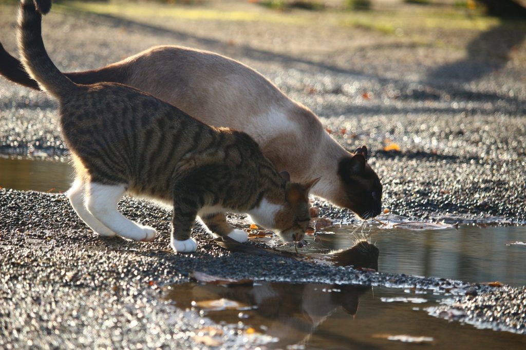 Pourquoi les chats boivent dans les flaques d'eau ?