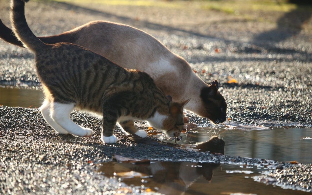 Pourquoi les chats boivent dans les flaques d’eau ?
