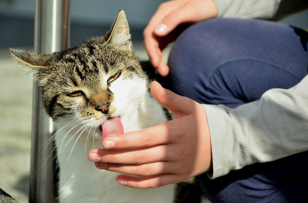 Un chat lèche la main