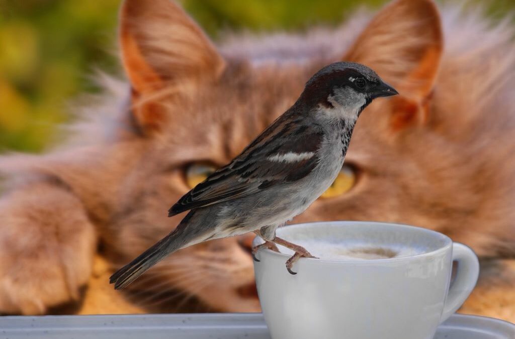 L’impact du chat sur la biodiversité