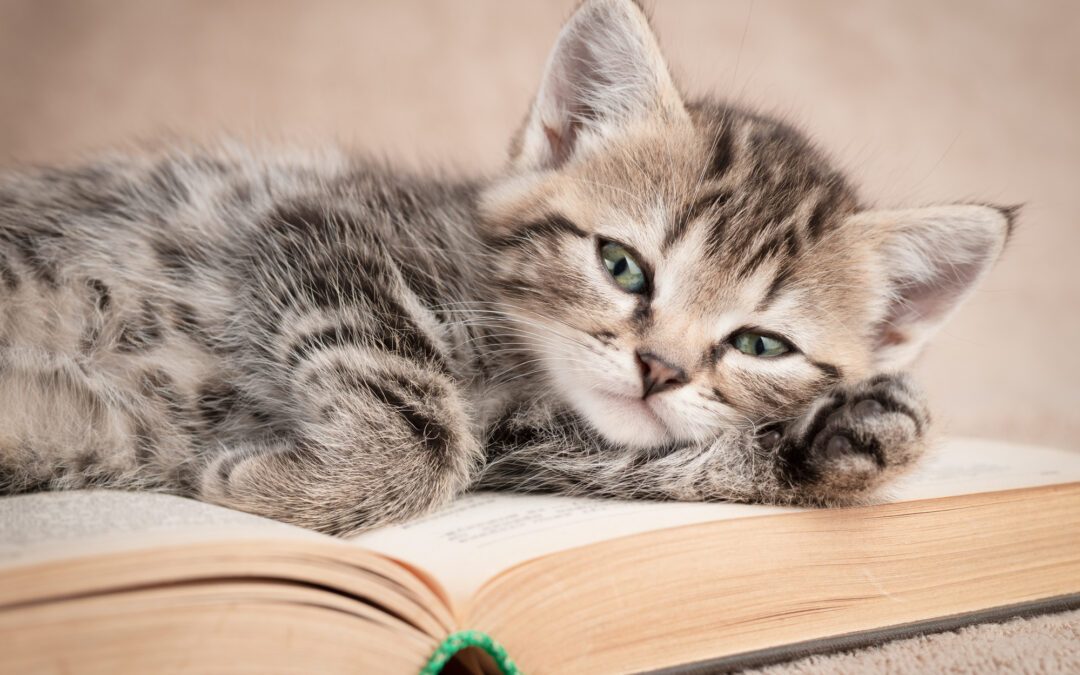 Quelle affinité mystérieuse entre les chats et les livres ?