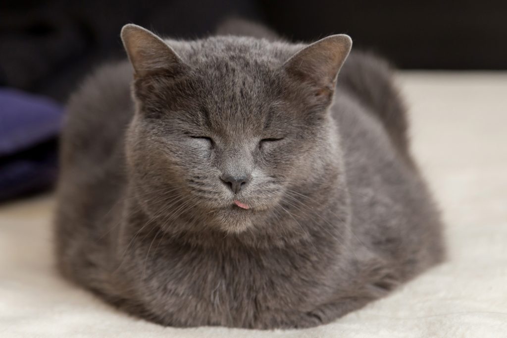 Le chartreux : Son pelage et sa couleur