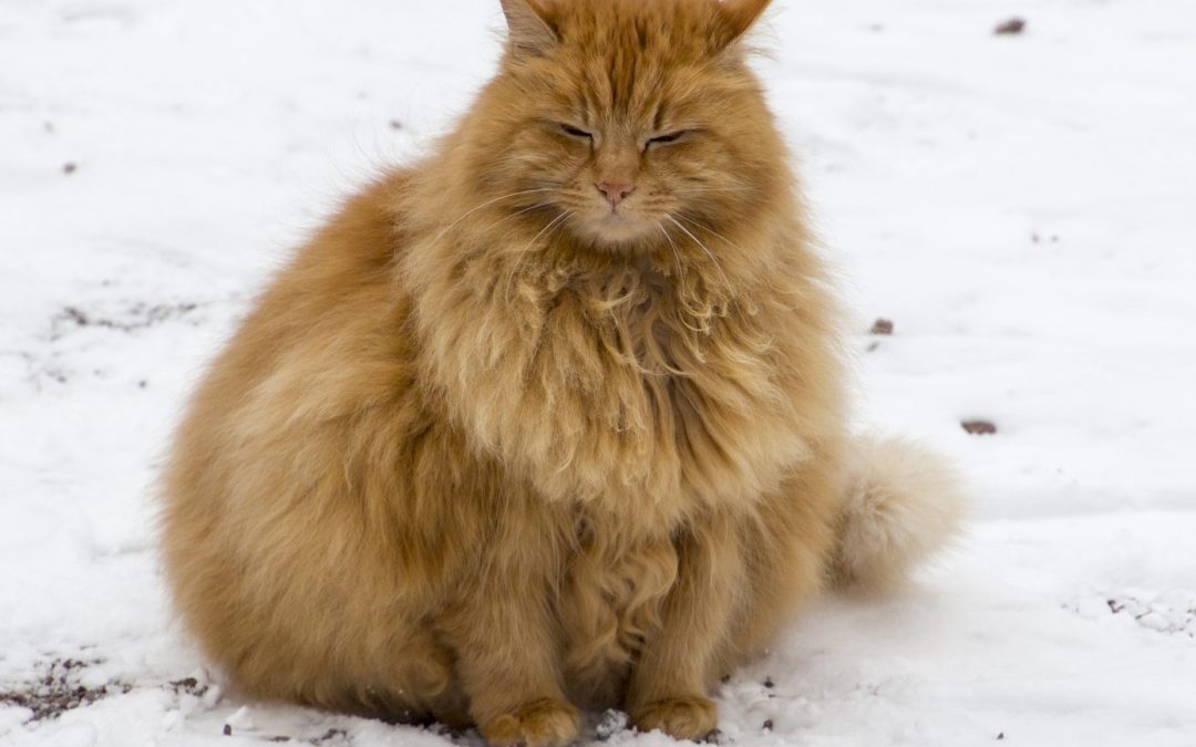 Pourquoi les chats grossissent en mangeant des croquettes ?