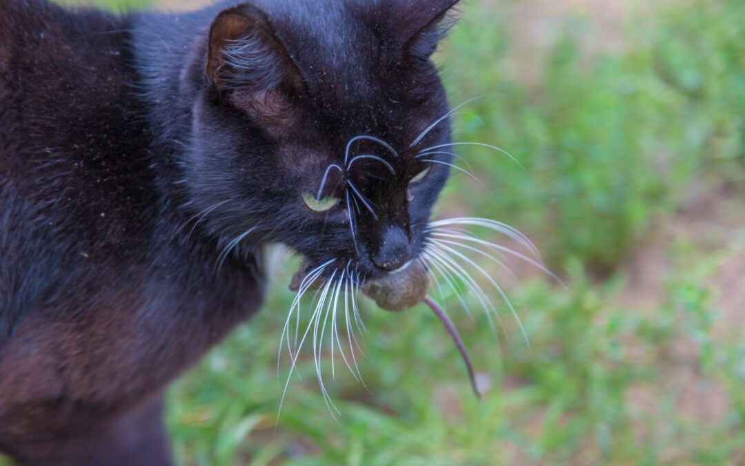 Comment décoder les arguments figurant sur les packagings de nourriture pour chat ?