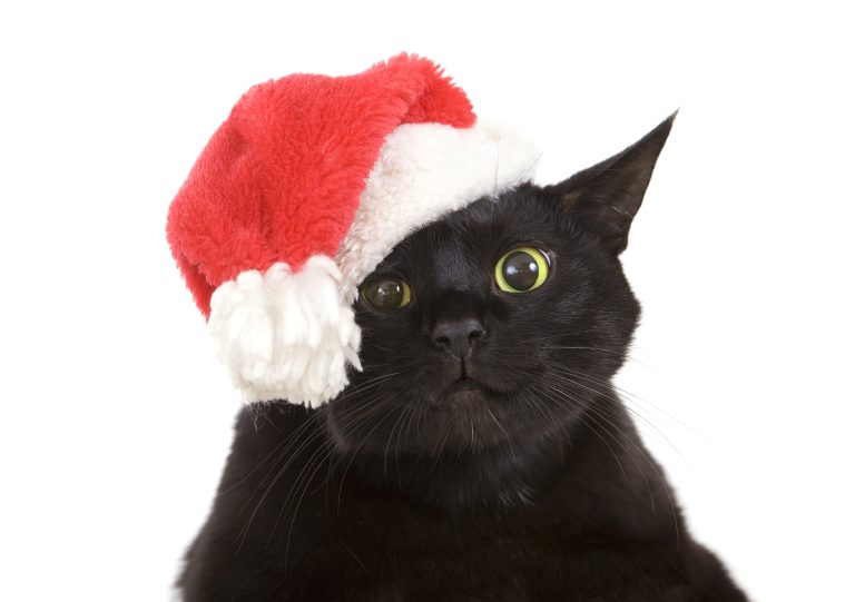 Chat de Noël