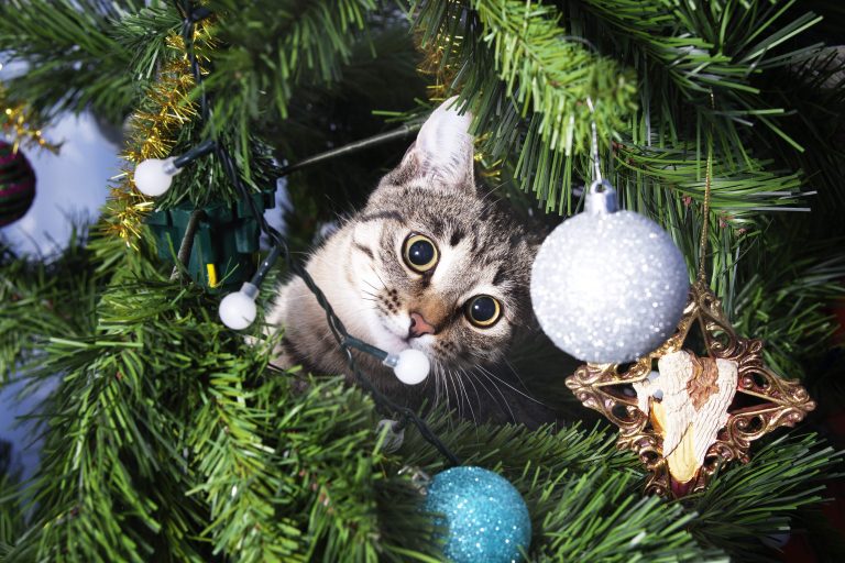 Chat dans le sapin