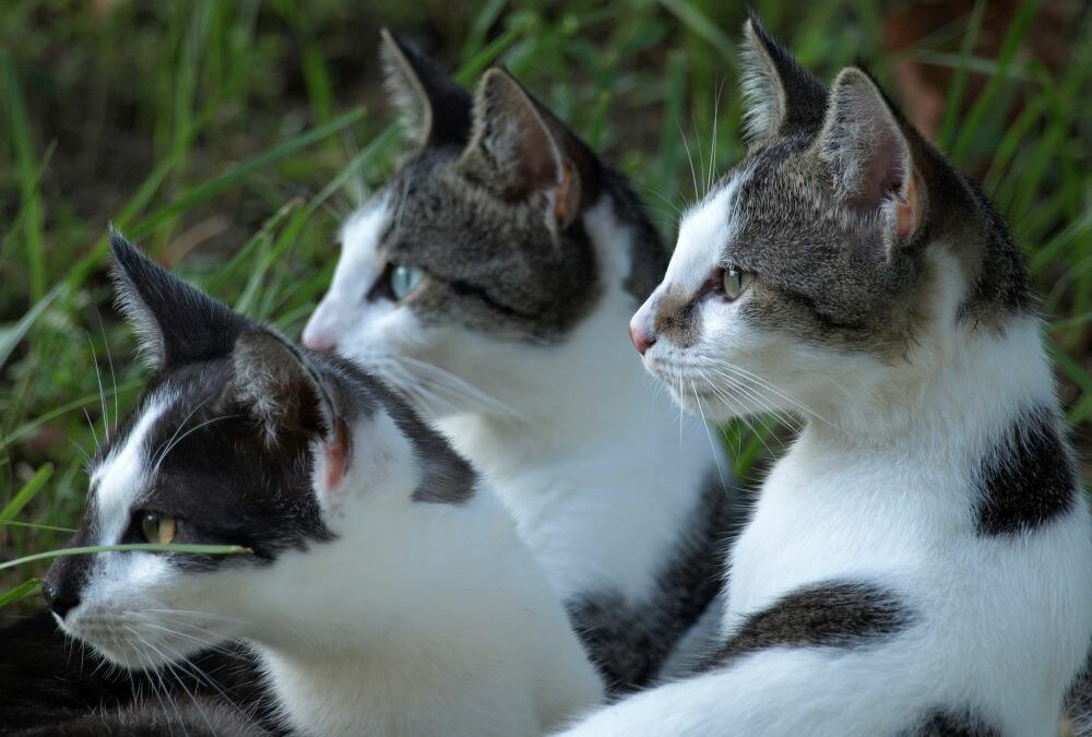 Le chat, un athlète complet