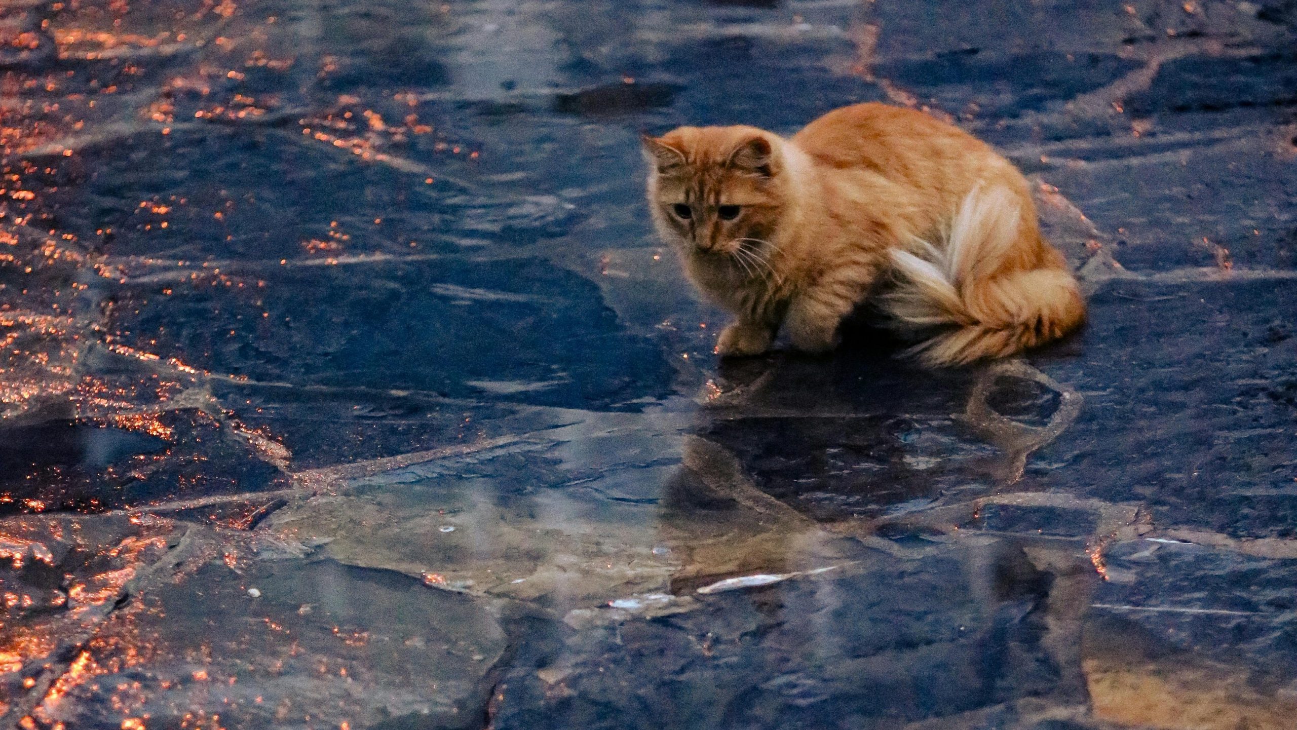 Pourquoi les chats boivent dans les flaques d'eau ?