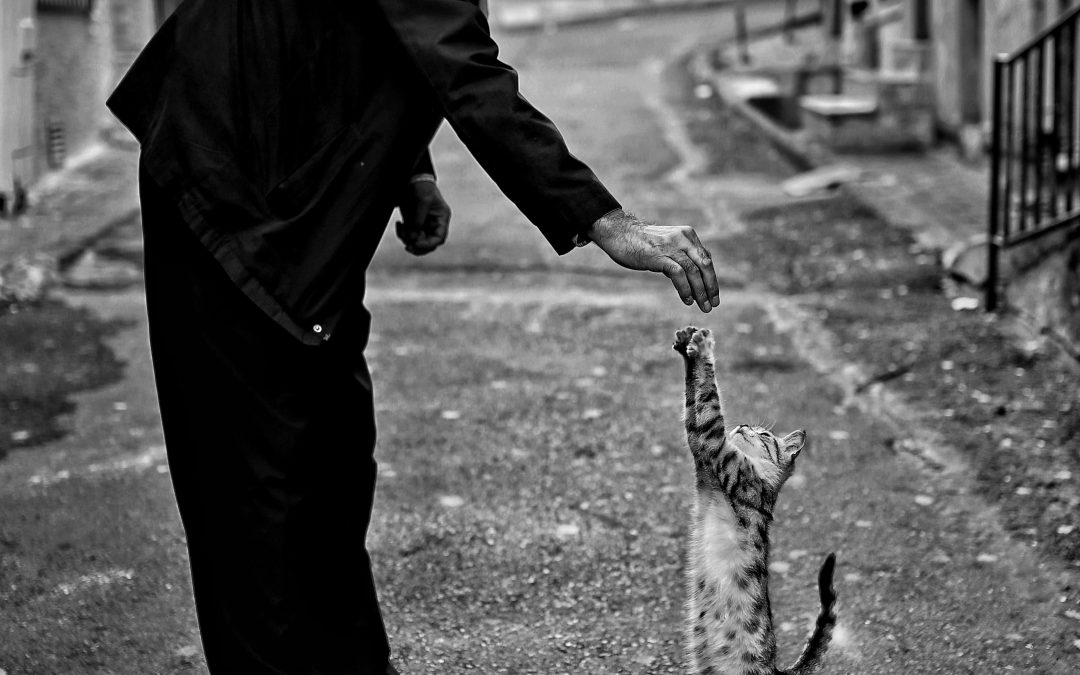 Peut-on dresser un chat aussi bien qu’un chien?