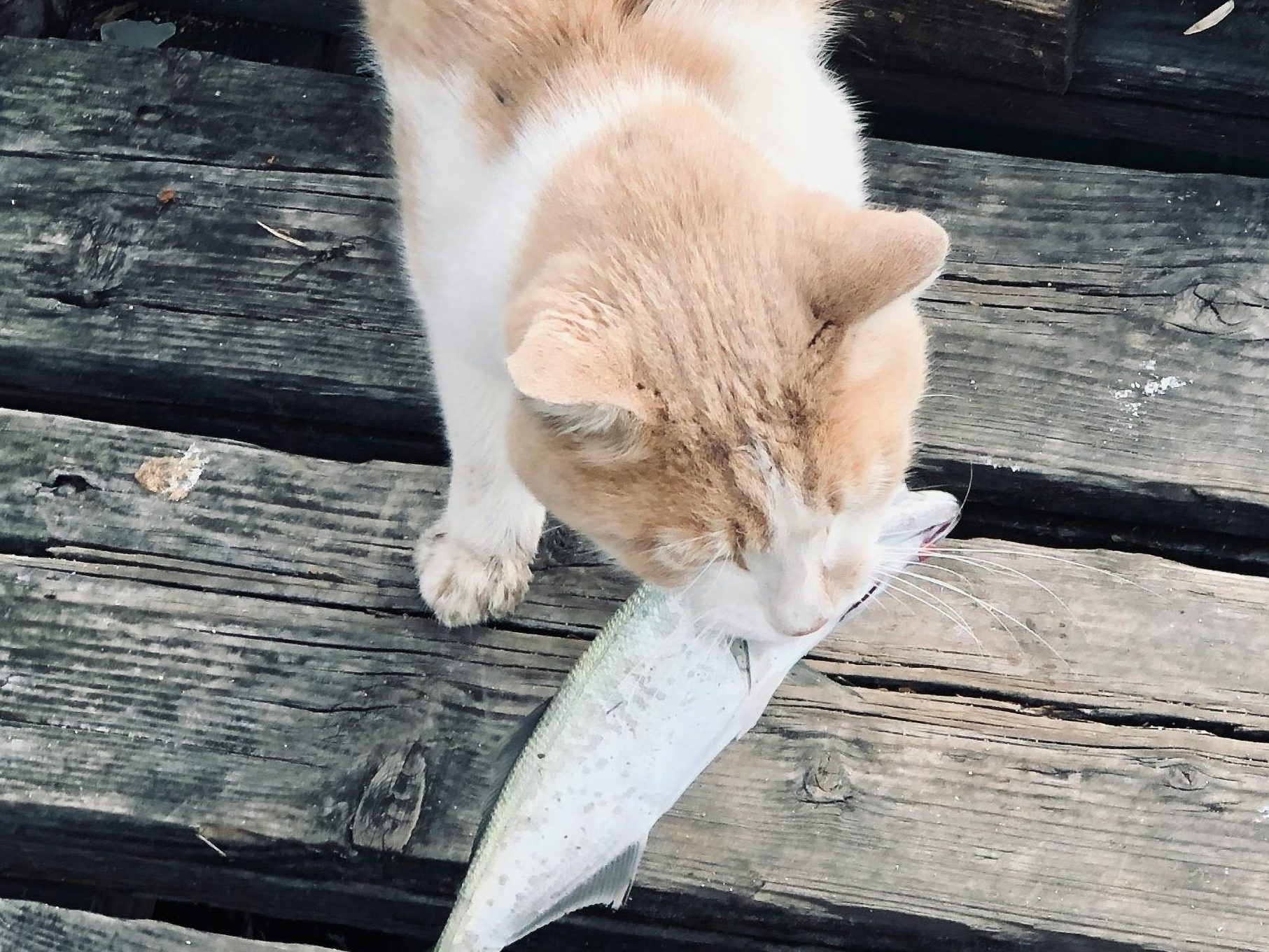 chat - poisson