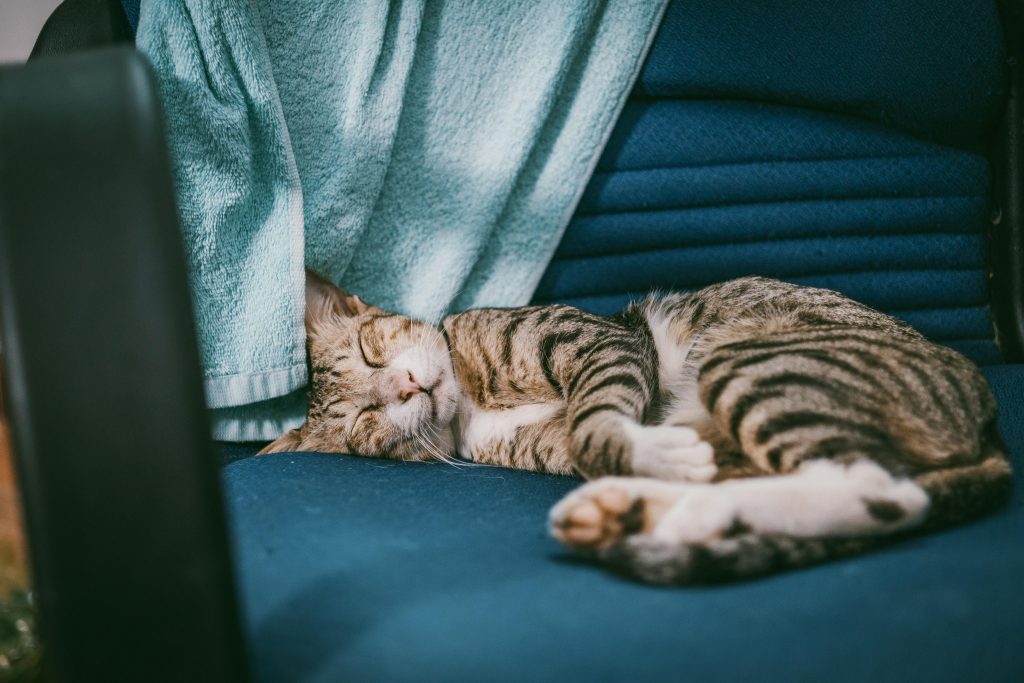 Le sommeil polyphasique des chats