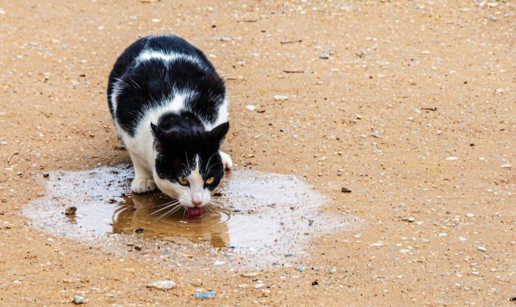 Pourquoi les chats boivent dans les flaques d'eau ?