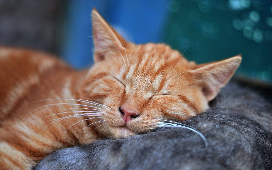 Mais à quoi les chats rêvent-ils ?