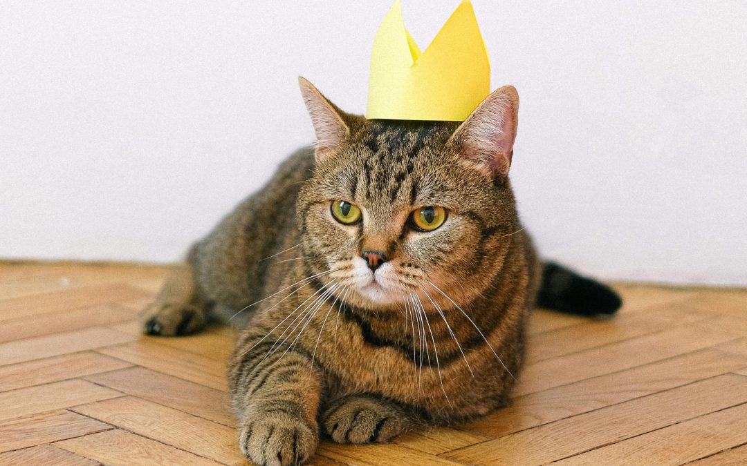 Les chats : rois de la liberté absolue