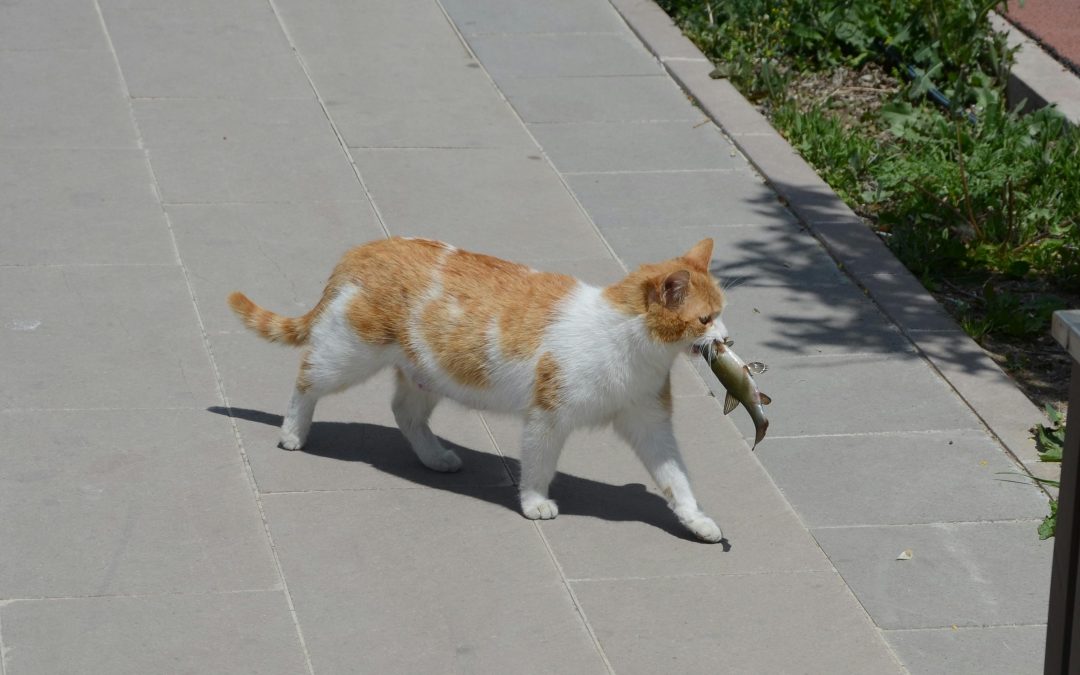 Poisson-chat et poisson pour le chat !