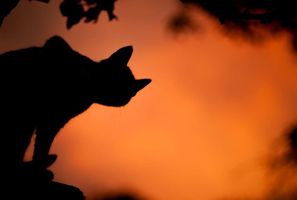 Pourquoi chats noirs et Halloween ?