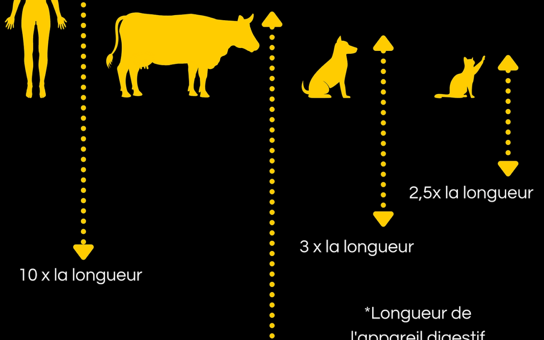 Le chat est-il un carnivore strict ?