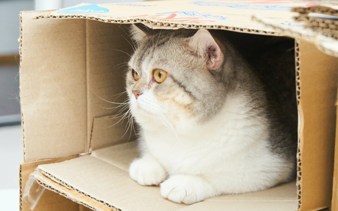 Pourquoi les chats aiment les cartons ?